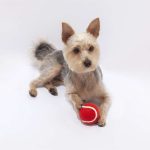 Pelota Para Mascotas - Imagen 2